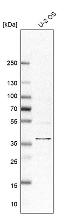 CD147 Antibody in Western Blot (WB)