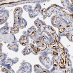 FABP4 Antibody in Immunohistochemistry (Paraffin) (IHC (P))