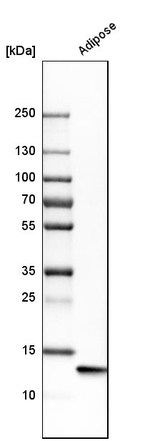 FABP4 Antibody in Western Blot (WB)