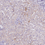 ADFP Antibody in Immunohistochemistry (Paraffin) (IHC (P))