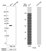 ADFP Antibody in Western Blot (WB)