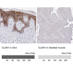 Claudin 1 Polyclonal Antibody