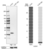 Claudin 1 Antibody in Western Blot (WB)