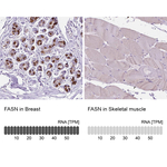 FASN Antibody in Immunohistochemistry (Paraffin) (IHC (P))