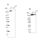 FASN Antibody in Western Blot (WB)