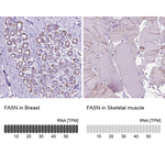 FASN Polyclonal Antibody