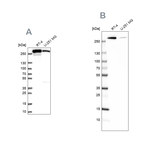 FASN Antibody in Western Blot (WB)