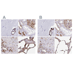 Annexin A2 Polyclonal Antibody
