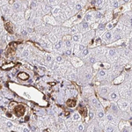 Annexin A2 Antibody in Immunohistochemistry (Paraffin) (IHC (P))