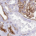 Annexin A2 Antibody in Immunohistochemistry (Paraffin) (IHC (P))