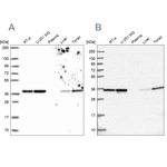 Annexin A2 Antibody in Western Blot (WB)