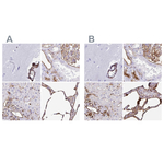 Annexin A2 Polyclonal Antibody