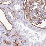 Annexin A2 Antibody in Immunohistochemistry (Paraffin) (IHC (P))