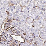 Annexin A2 Antibody in Immunohistochemistry (Paraffin) (IHC (P))