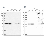 Annexin A2 Antibody in Western Blot (WB)