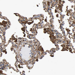 LIF Antibody in Immunohistochemistry (Paraffin) (IHC (P))
