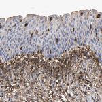 LIF Antibody in Immunohistochemistry (Paraffin) (IHC (P))
