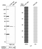 LIF Antibody in Western Blot (WB)