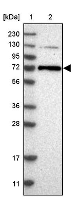PKC zeta Antibody in Western Blot (WB)