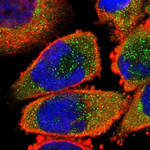 14-3-3 beta Polyclonal Antibody