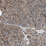 14-3-3 beta Antibody in Immunohistochemistry (Paraffin) (IHC (P))