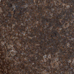 14-3-3 beta Antibody in Immunohistochemistry (Paraffin) (IHC (P))