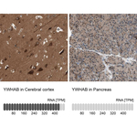 14-3-3 beta Antibody in Immunohistochemistry (Paraffin) (IHC (P))