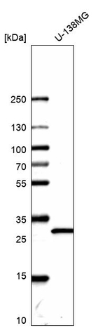 14-3-3 beta Antibody in Western Blot (WB)