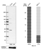 BCL-10 Antibody in Western Blot (WB)