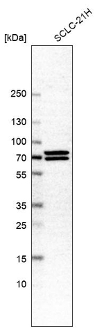MUNC18 Antibody in Western Blot (WB)