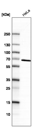 MUNC18 Antibody in Western Blot (WB)