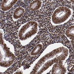 APE1 Antibody in Immunohistochemistry (Paraffin) (IHC (P))
