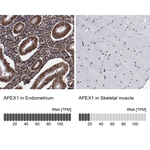 APE1 Antibody in Immunohistochemistry (Paraffin) (IHC (P))