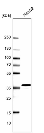 APE1 Antibody in Western Blot (WB)