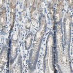 Occludin Antibody in Immunohistochemistry (Paraffin) (IHC (P))