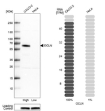 Occludin Antibody in Western Blot (WB)