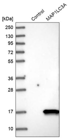 LC3A Antibody in Western Blot (WB)