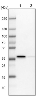 MEK6 Antibody in Western Blot (WB)