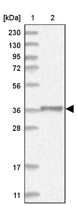 MEK6 Antibody in Western Blot (WB)