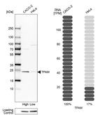 TFAM Antibody in Western Blot (WB)
