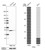 TFAM Antibody in Western Blot (WB)