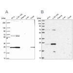 TFAM Antibody in Western Blot (WB)