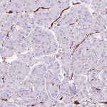 Caveolin 1 Antibody in Immunohistochemistry (Paraffin) (IHC (P))