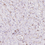 Caveolin 1 Antibody in Immunohistochemistry (Paraffin) (IHC (P))
