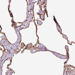 Caveolin 1 Antibody in Immunohistochemistry (Paraffin) (IHC (P))