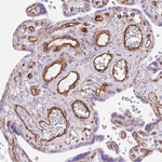 Caveolin 1 Antibody in Immunohistochemistry (Paraffin) (IHC (P))