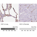 Caveolin 1 Polyclonal Antibody