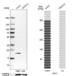 Caveolin 1 Antibody in Western Blot (WB)