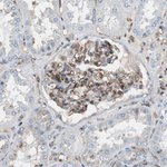 beta-2 Microglobulin Antibody in Immunohistochemistry (Paraffin) (IHC (P))