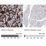 GRP78 Polyclonal Antibody